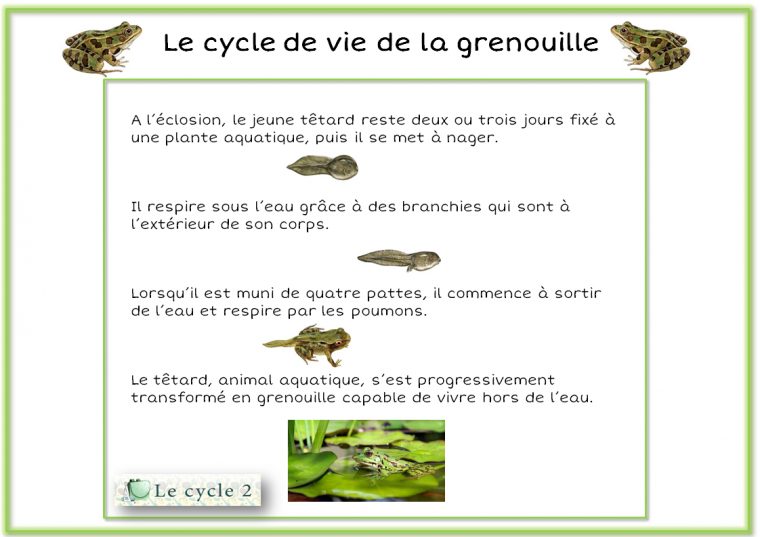 Cycle De Vie De La Grenouille – Du Têtard À La Grenouille avec Le Cycle De Vie De La Grenouille