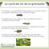 Cycle De Vie De La Grenouille – Du Têtard À La Grenouille dedans Cycle De Vie Grenouille