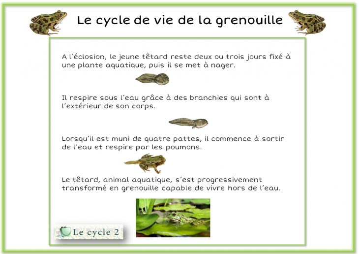 Cycle De Vie De La Grenouille – Du Têtard À La Grenouille dedans Cycle De Vie Grenouille