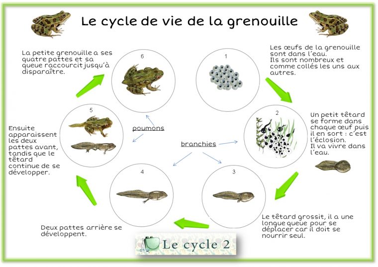 Cycle De Vie De La Grenouille – Du Têtard À La Grenouille dedans Le Cycle De Vie De La Grenouille