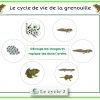Cycle De Vie De La Grenouille – Du Têtard À La Grenouille tout Cycle De Vie Grenouille