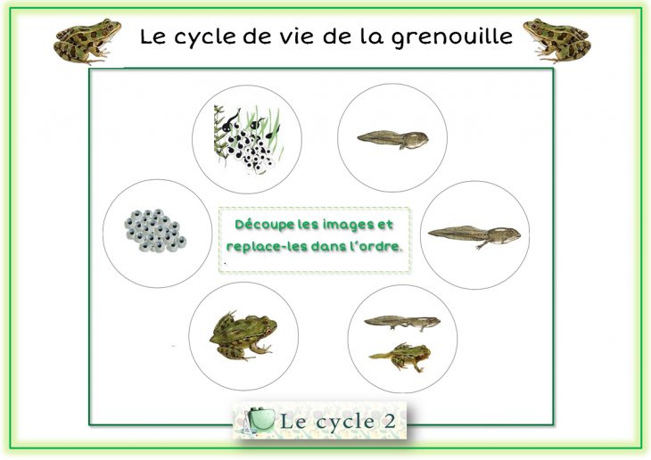 Cycle De Vie De La Grenouille – Du Têtard À La Grenouille tout Cycle De Vie Grenouille