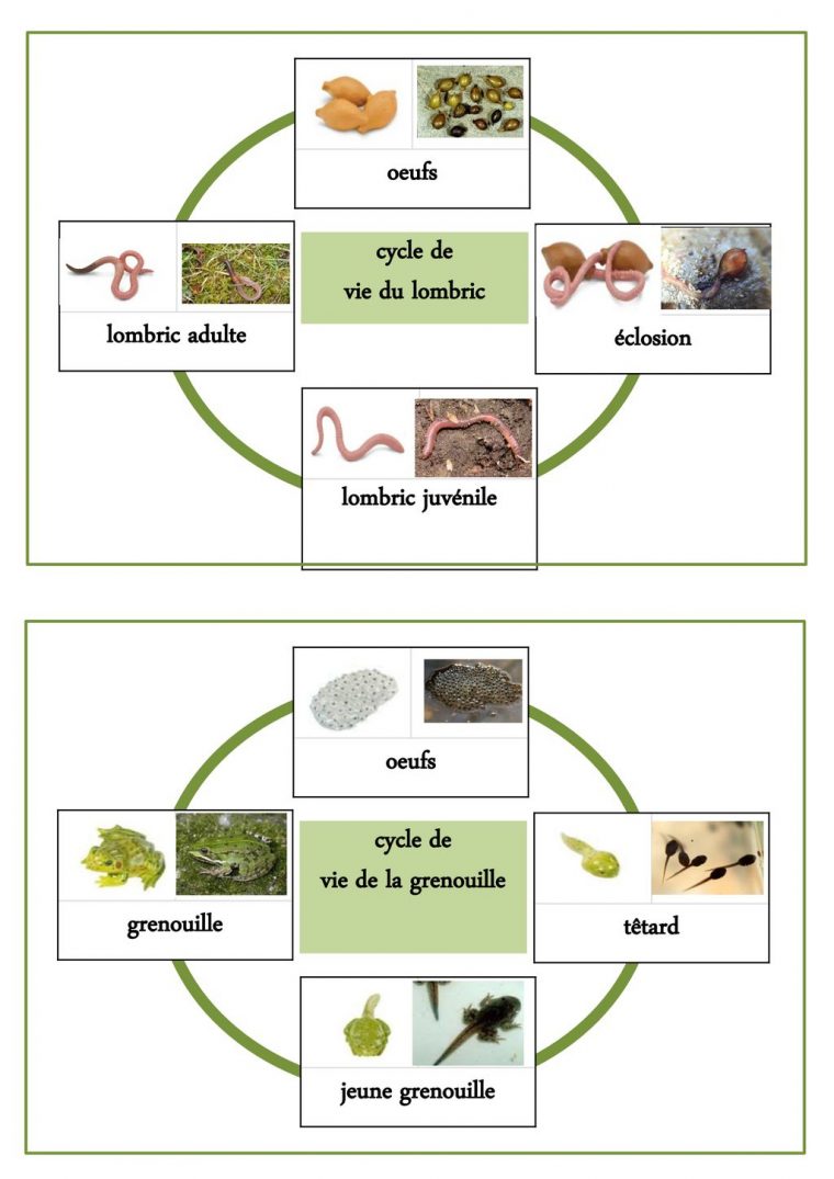 Cycle De Vie De La Grenouille – Ppt Télécharger concernant Le Cycle De Vie De La Grenouille