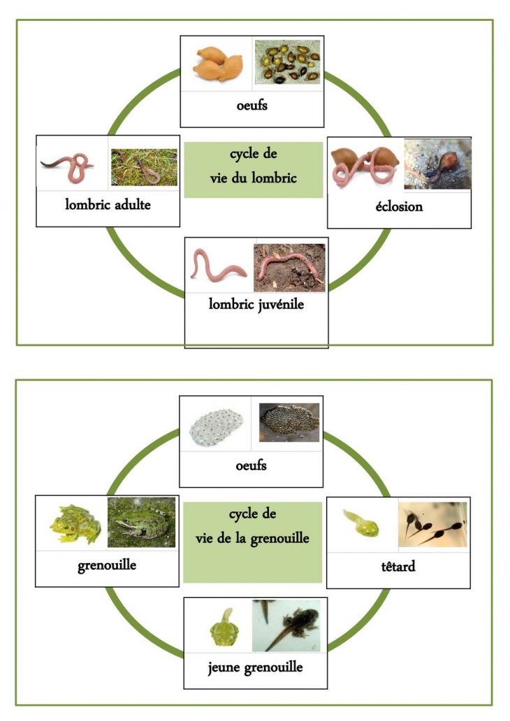 Cycle De Vie De La Grenouille – Ppt Télécharger serapportantà Cycle De Vie Grenouille