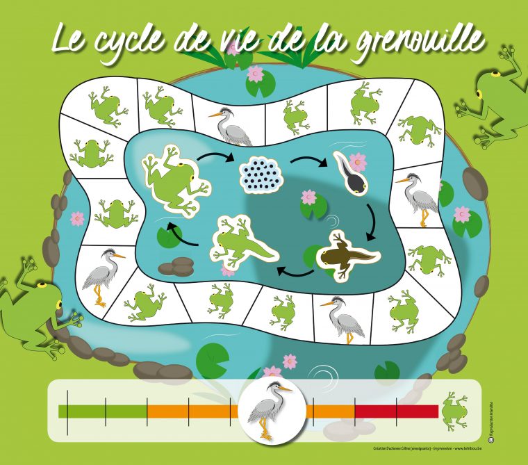 Cycle Du Développement De La Grenouille En Maternelle Et 6E tout Le Cycle De Vie De La Grenouille