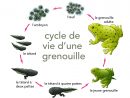 Cycles De Vie Des Animaux | Parlons Sciences encequiconcerne Le Cycle De Vie De La Grenouille