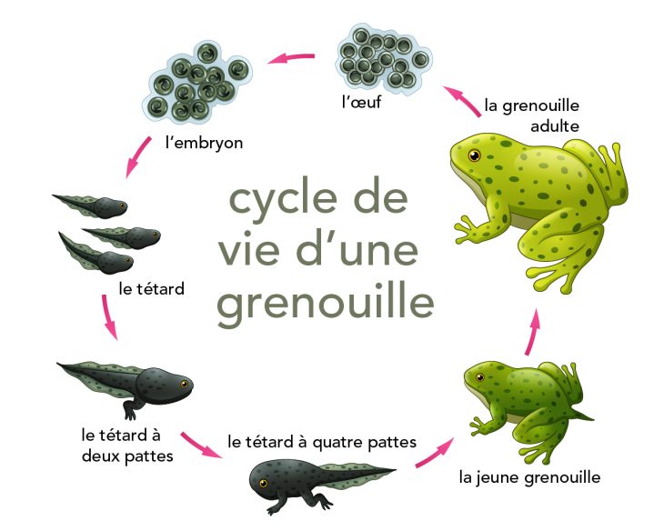 Cycles De Vie Des Animaux | Parlons Sciences serapportantà Cycle De Vie Grenouille