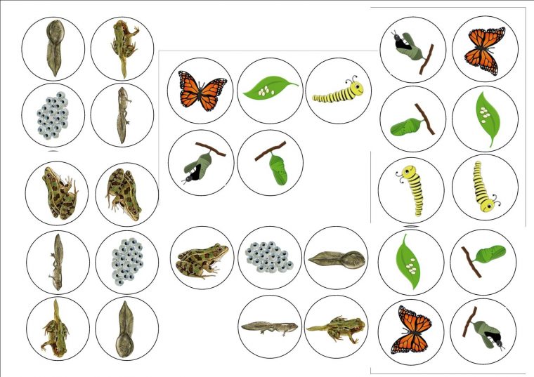 Cycles De Vie : Grenouille Et Papillon – Ecole De Nadège concernant Le Cycle De Vie De La Grenouille