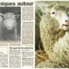 Dans Le Retro. Il Y A 20 Ans, Les Premiers Bêlements Du serapportantà Différence Entre Brebis Et Mouton