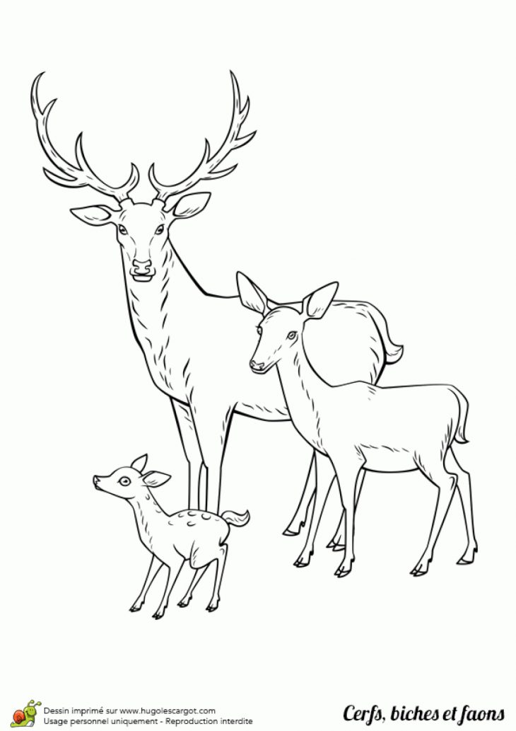 Dessin À Colorier Cerf, Biche Et Faon En Famille à Faon Dessin