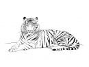 Dessin À Colorier: Tigre (Animaux) #63 - Coloriages À dedans Coloriage Bébé Tigre