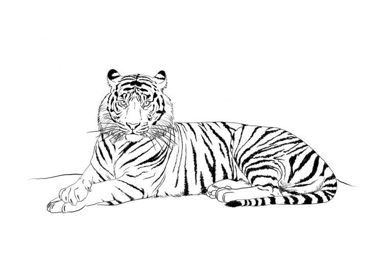 Dessin À Colorier: Tigre (Animaux) #63 – Coloriages À dedans Coloriage Bébé Tigre