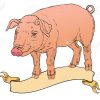 Dessin À La Main Couleur De Porc Avec La Bannière De Ruban Vintage Pour  Étiquette - Illustration Vectorielle pour Dessin De Cochon En Couleur