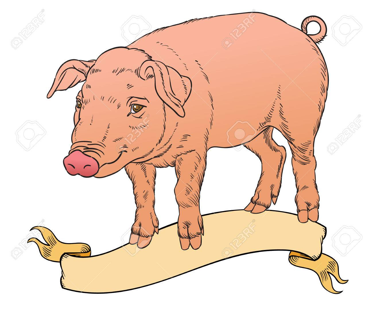 Dessin À La Main Couleur De Porc Avec La Bannière De Ruban Vintage Pour  Étiquette - Illustration Vectorielle pour Dessin De Cochon En Couleur