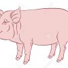 Dessin À La Main Couleur De Porc Domestique - Illustration Vectorielle destiné Dessin De Cochon En Couleur