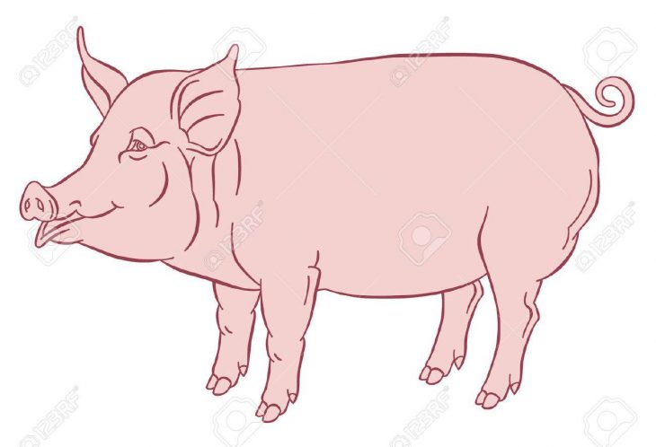 Dessin À La Main Couleur De Porc Domestique – Illustration Vectorielle destiné Dessin De Cochon En Couleur