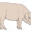 Dessin À La Main Couleur De Porc Domestique - Vecteur Illustartion dedans Dessin De Cochon En Couleur