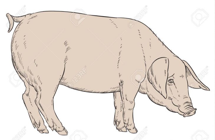 Dessin À La Main Couleur De Porc Domestique – Vecteur Illustartion dedans Dessin De Cochon En Couleur