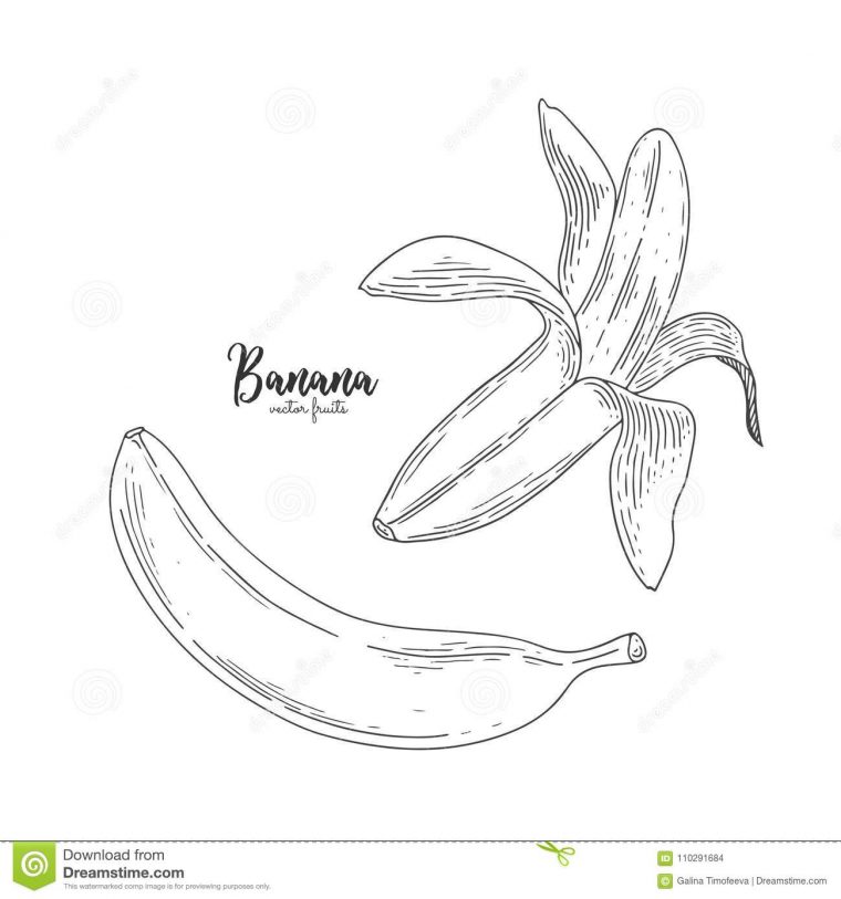 Dessin De Banane Partiellement Épluchée D'isolement Sur Le à Dessiner Une Banane