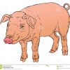 Dessin De Main De Couleur De Porc Domestique Illustration De dedans Dessin De Cochon En Couleur