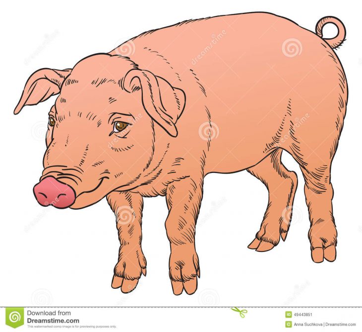 Dessin De Main De Couleur De Porc Domestique Illustration De dedans Dessin De Cochon En Couleur