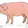 Dessin De Main De Couleur De Porc Domestique Illustration De serapportantà Dessin De Cochon En Couleur