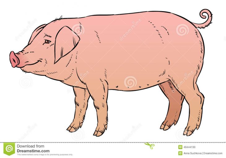 Dessin De Main De Couleur De Porc Domestique Illustration De serapportantà Dessin De Cochon En Couleur