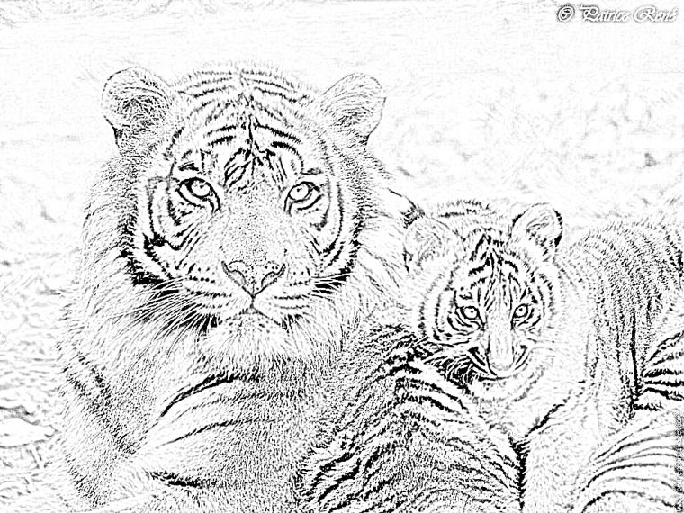 Dessin Tigre Bébé avec Coloriage Bébé Tigre