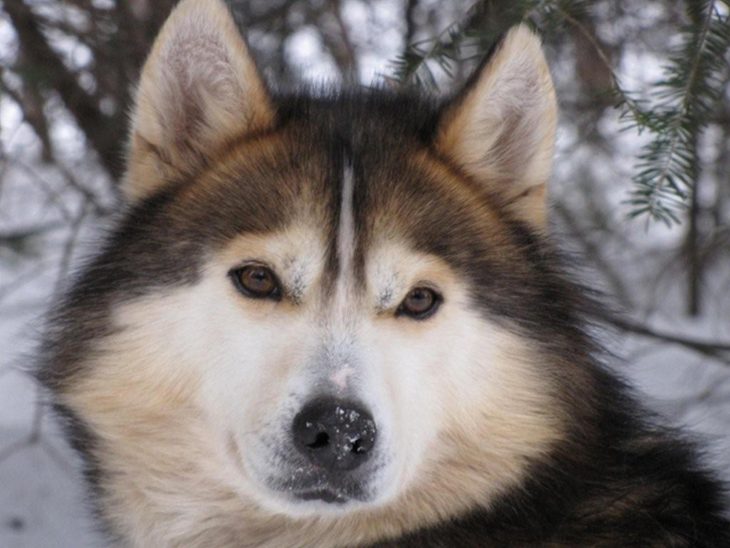 Dessins En Couleurs À Imprimer : Chien, Numéro : 692466 tout Image D Animaux A Imprimer En Couleur