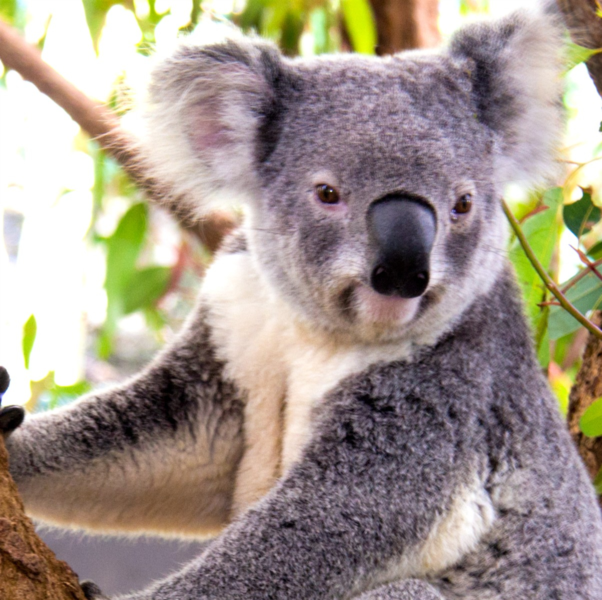 Dessins En Couleurs À Imprimer : Koala, Numéro : 689827 pour Image D Animaux A Imprimer En Couleur 