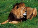 Dessins En Couleurs À Imprimer : Lion, Numéro : 692831 concernant Photo De Lion A Imprimer En Couleur