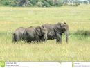 Deux Jeunes Éléphants De Bush D'africain Alimentant Dans La dedans Femelle De L Éléphant Nom