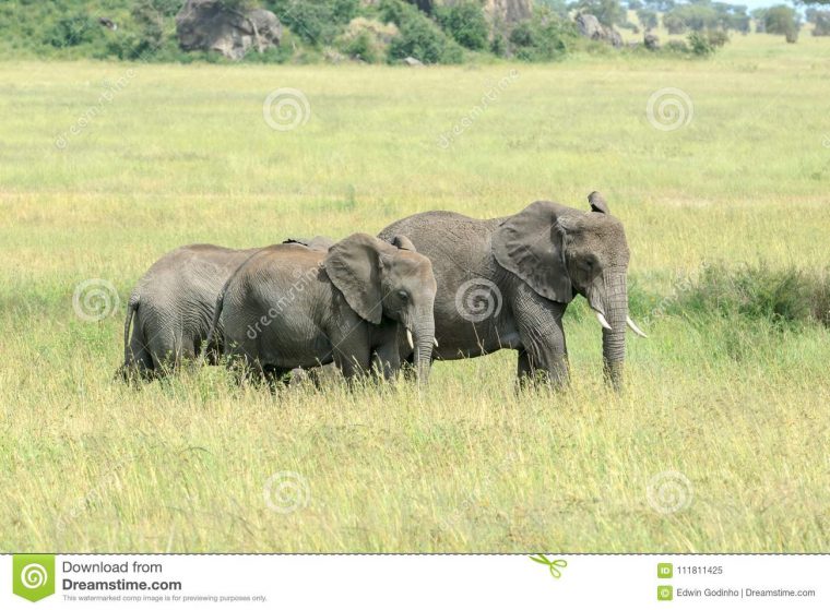 Deux Jeunes Éléphants De Bush D'africain Alimentant Dans La dedans Femelle De L Éléphant Nom