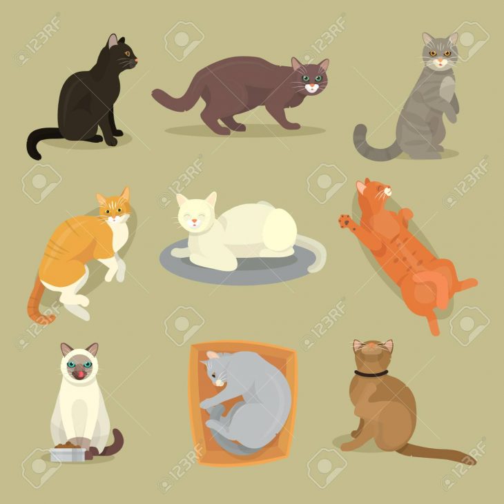 Différentes Races De Chats Mignons Kitty Animal De Compagnie Dessin Animé  Mignon Jeu D'illustration De Caractère Animal. Mammifère Ami Humain Chat avec Jeux De Dessin De Chat