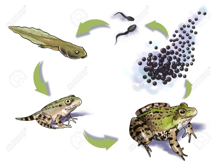 Digital Illustration Of A Frog Life Cycle destiné Le Cycle De Vie De La Grenouille