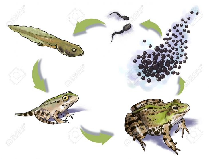 Digital Illustration Of A Frog Life Cycle intérieur Cycle De Vie Grenouille