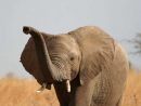 Djumbo pour Barrissement Elephant