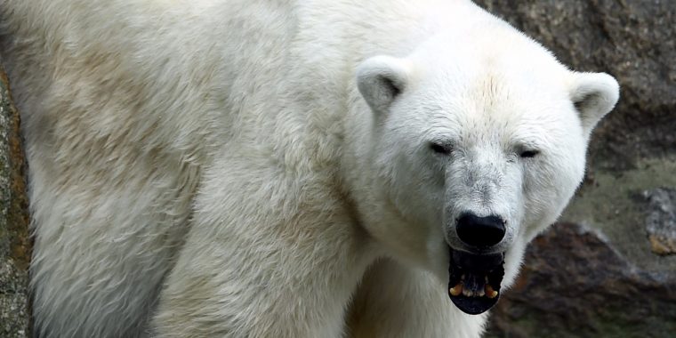 Donald Trump Autorise La Chasse Aux Ours Polaires Qui Hibernent serapportantà Animaux Qui Hivernent