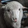 Du Sperme Congelé Il Y A 50 Ans Engendre Des Dizaines D destiné Différence Entre Brebis Et Mouton