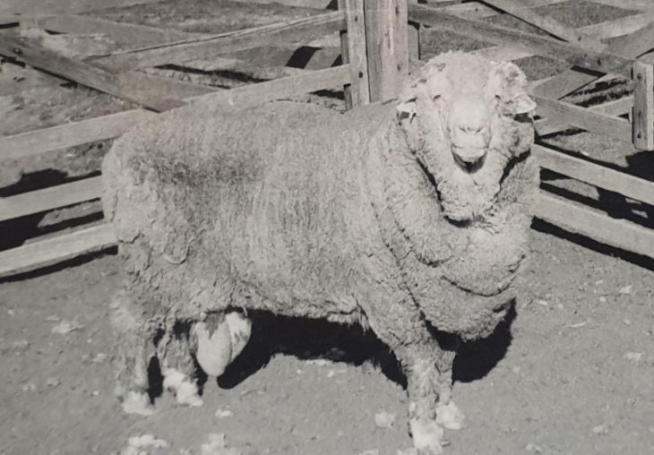 Du Sperme Congelé Il Y A 50 Ans Engendre Des Dizaines D pour Différence Entre Brebis Et Mouton