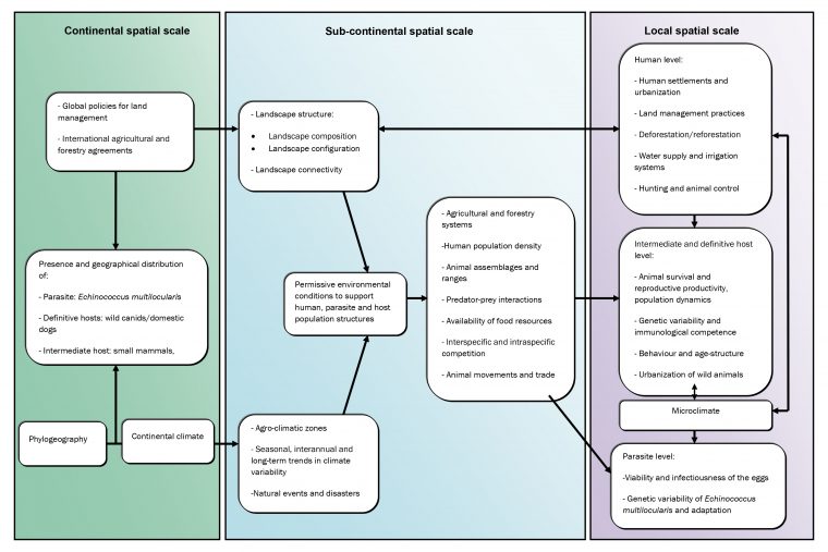 Echinococcus Spp. | Global Water Pathogen Project encequiconcerne Reproduction De Figures Ce1