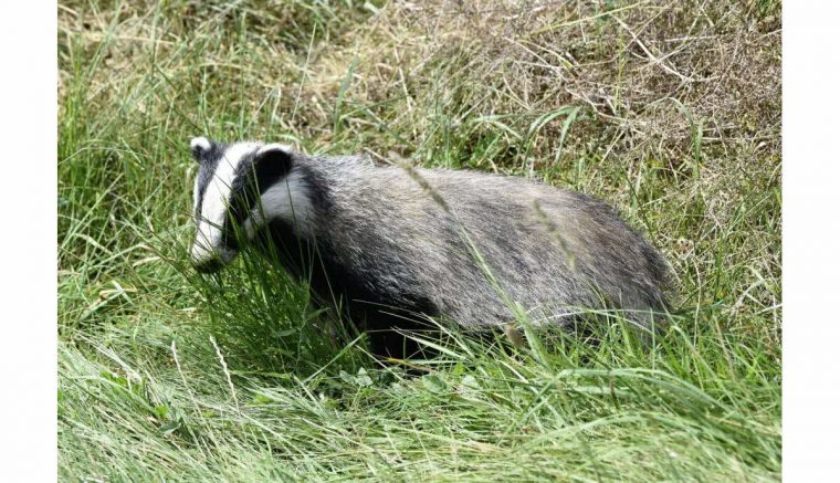 Edition Besançon | Le Blaireau Hiverne, La Marmotte Hiberne concernant Animaux Qui Hivernent