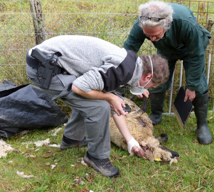 Edition Nancy Et Agglomération | Possible Attaque De Loup À concernant Différence Entre Brebis Et Mouton