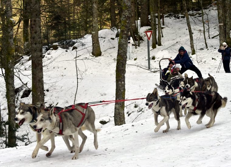 Edition Remiremont – Gérardmer | Balade En Chiens De tout Chien Qui Fait De La Luge