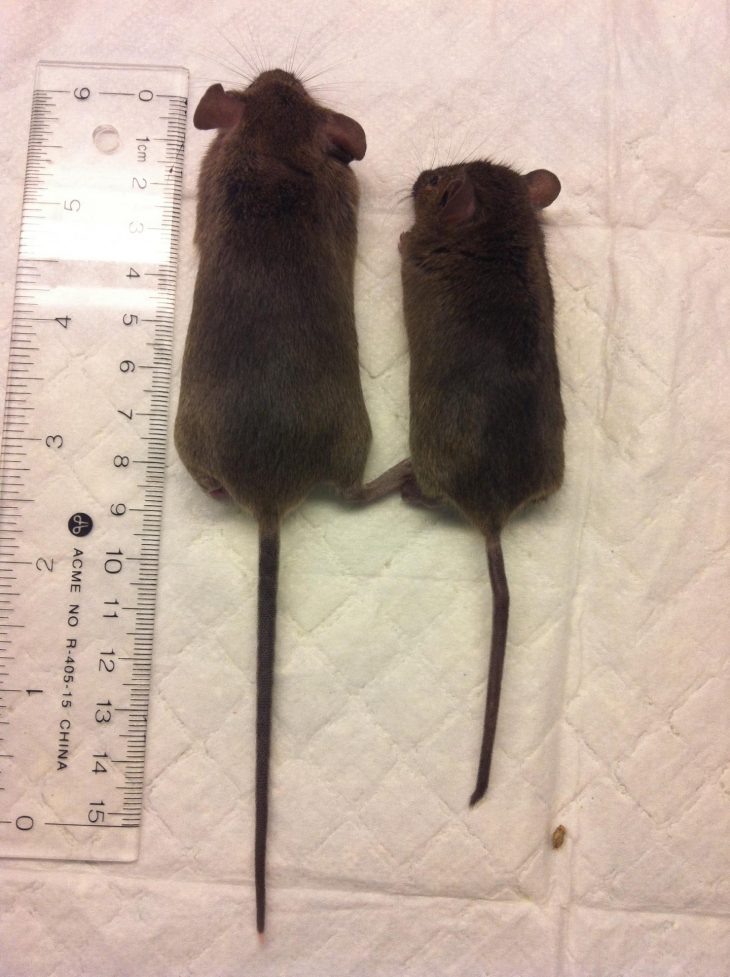 Effet De La Suppression Du Gã¨ne Armc5 Chez La Souris [Image à La Souris Du Web