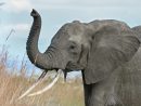 Éléphant - Ara_Bleu concernant Barrissement Elephant