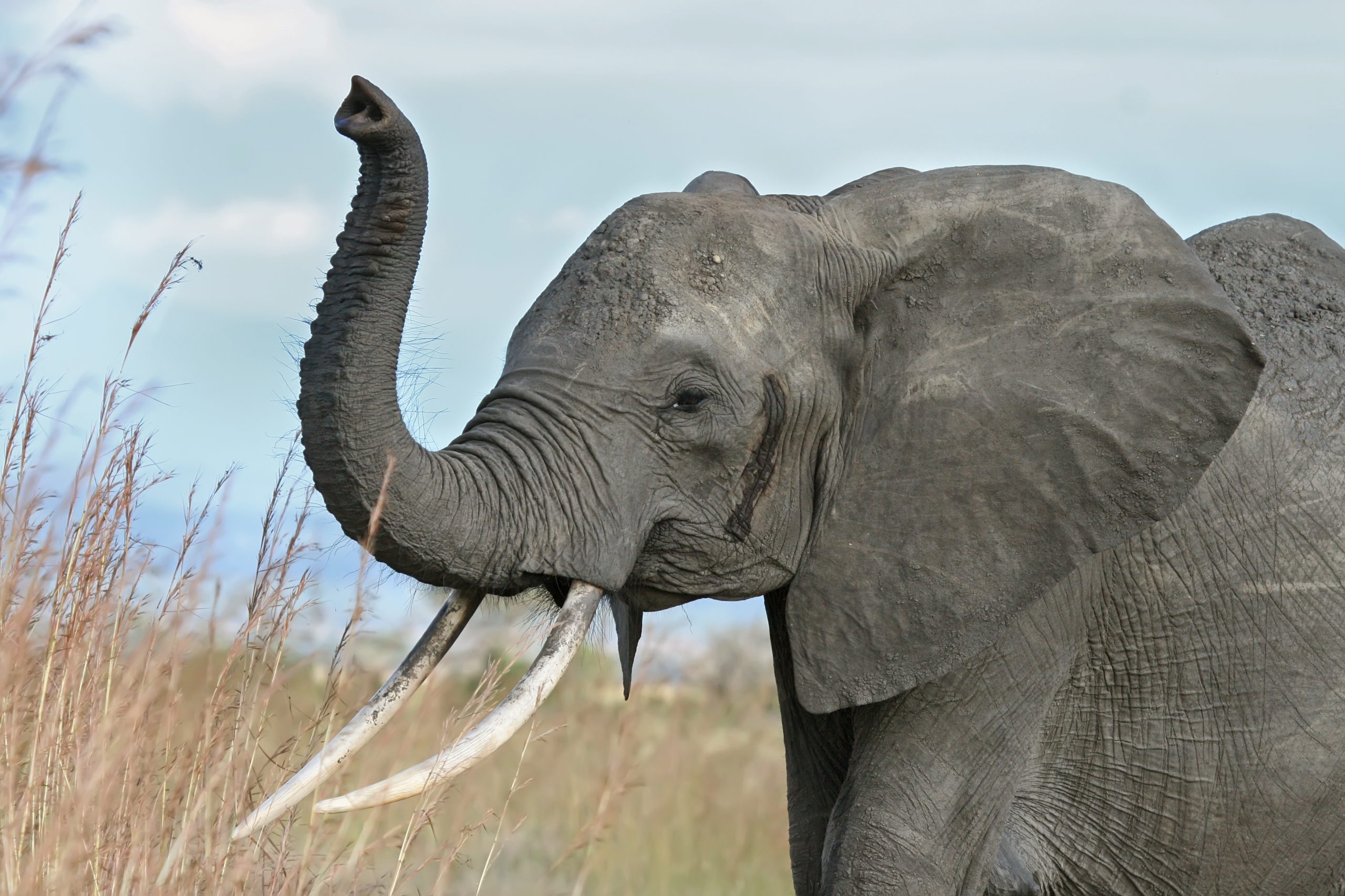 Éléphant - Ara_Bleu concernant Barrissement Elephant
