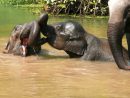 Elephant Conservation Center : 2 Jours Pour La Sauvegarde concernant Barrissement Elephant