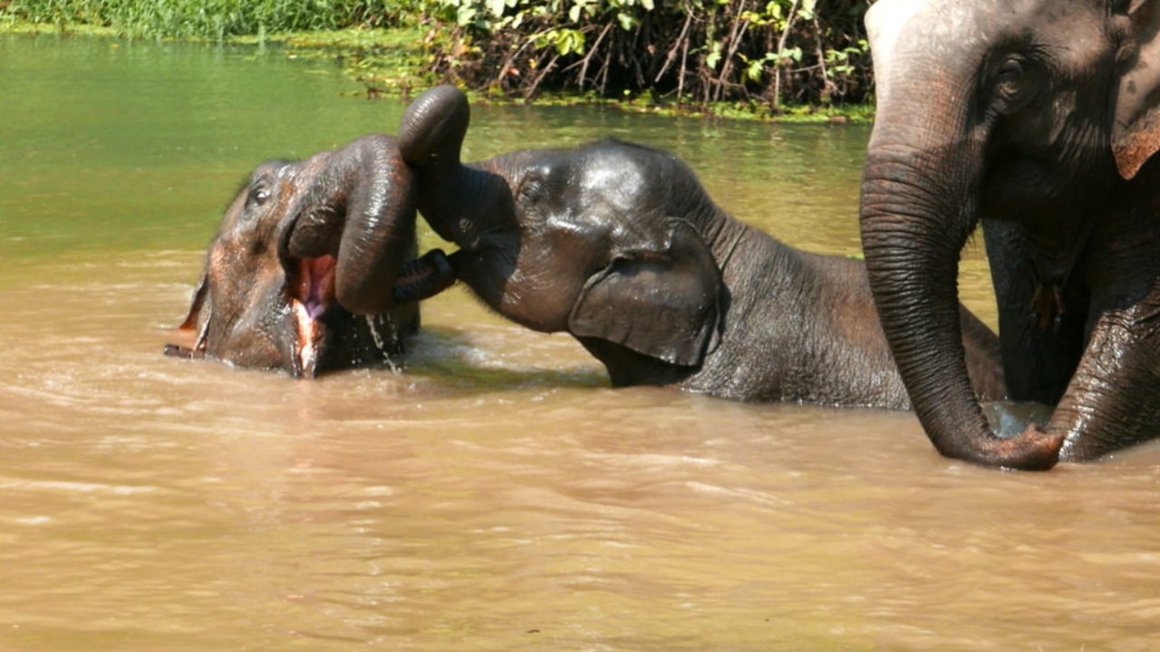 Elephant Conservation Center : 2 Jours Pour La Sauvegarde concernant Barrissement Elephant 