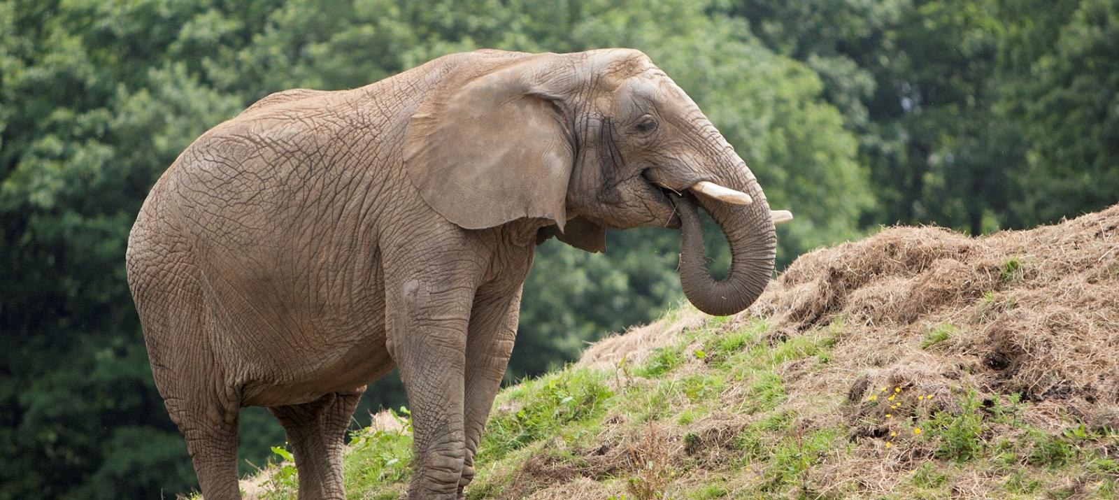Eléphant D'afrique | Zoosafari De Thoiry destiné Femelle De L Éléphant Nom